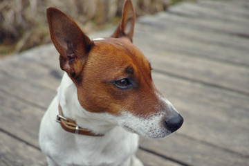 Jack russel / dog in the park