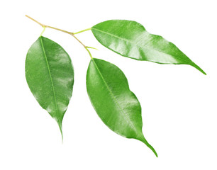 Green leaf isolated on white