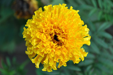 yellow marigold flower