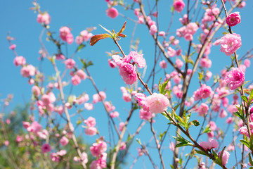 Flowering trees in spring