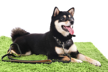 Siba inu dog on a green carpet isolated on white