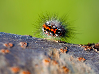 Caterpillar