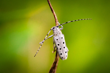 Rosalia Alpina longhorn beetle macro