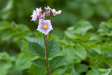flowering potato in the garden, closeup