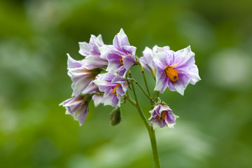 potato flowers in the garden, closeup