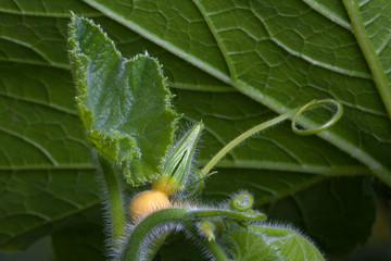 bud of pumpkin flower in the garden