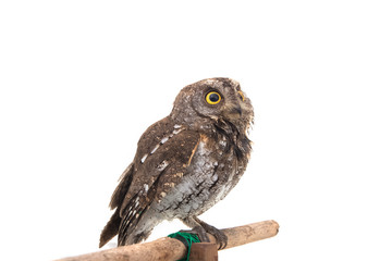 Oriental scops owl isolate on white background