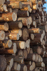 Pine, birch and oak logs