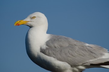 Fototapeta na wymiar Standing seagull
