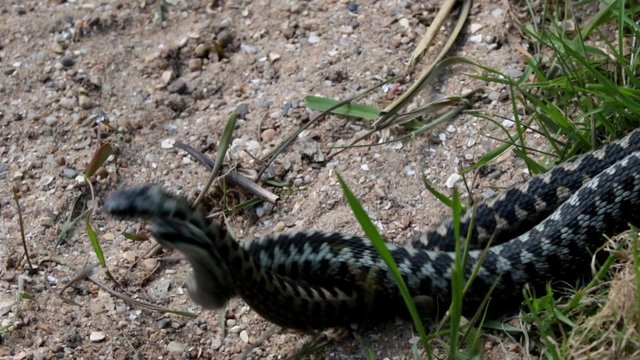 Male Adders Dancing / Fighting. Entangled in Each Other. In Spring. 