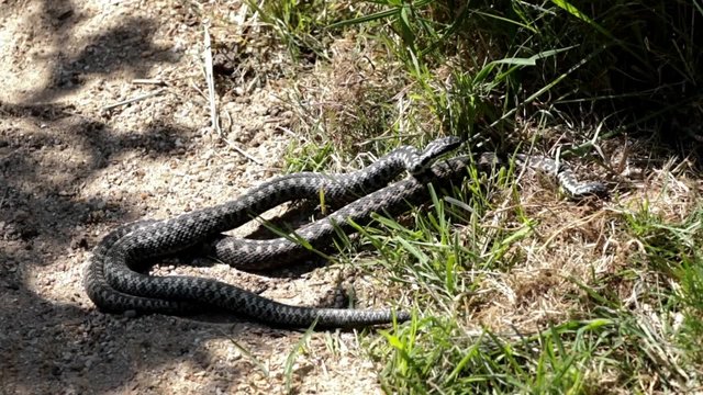 Male Adders Dancing / Fighting. Entangled in Each Other. In Spring. 