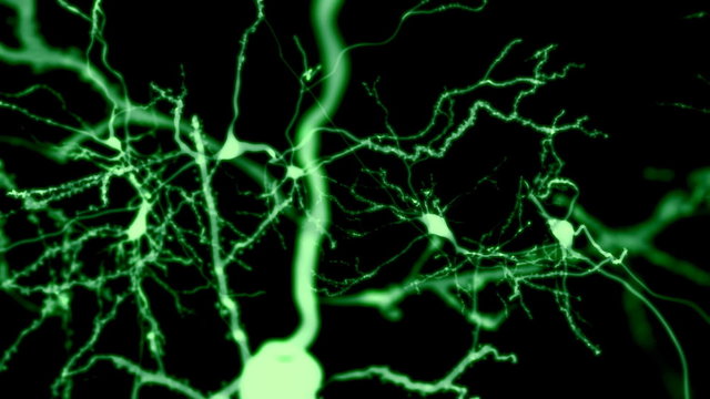 Neuronen, fluoreszenzmarkiert