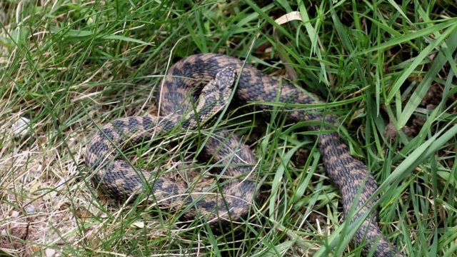 Adder Basking in The Sun.