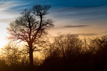 Silhouette of tree