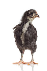 Black Australorp chick on white background