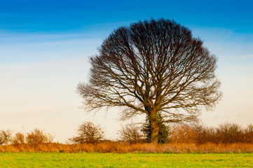 Solitary tree