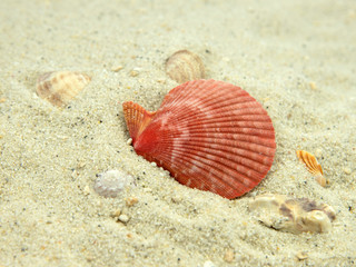 Meeresmuschel - Gehäuse