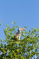 Southern Yellow hornbill perches on branches  © affini4