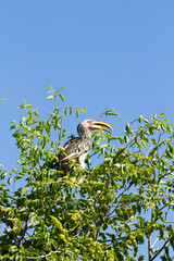 Southern Yellow hornbill perches on branches  © affini4