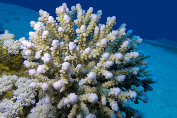Fototapeta na wymiar coral reef with finger coral in tropical sea , underwater