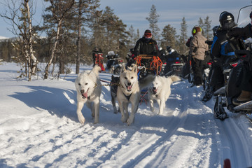 Dogsledding in snow