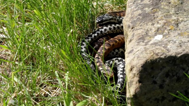 Female ans Male Adders Entwined Mating