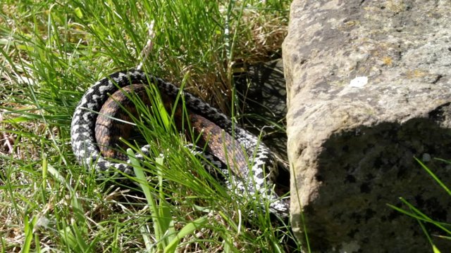 Female ans Male Adders Entwined Mating