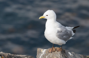 Icelandic Seagull Portrait