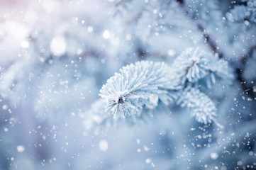 The branches of spruce covered with hoar frost close-up. Winter background