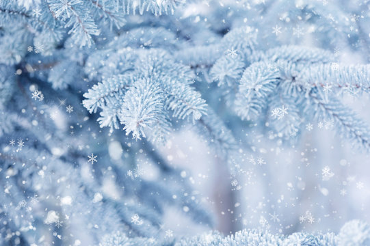 The branches of spruce covered with hoar frost close-up. Winter background