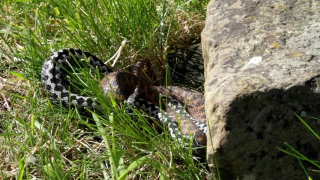 Female ans Male Adders Entwined Mating