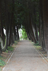 Fototapeta premium Friedhofsallee