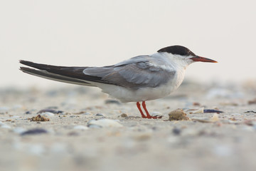 Common tern (Sterna hirundo)