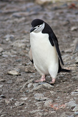 Zügelpinguin-Antarktis