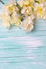 Yellow narcissus flowers on turquoise painted wooden planks.