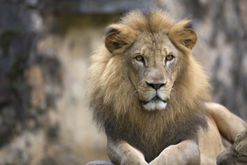 Lion face (front look close up) resting on top of  a rock