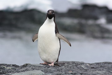 Obraz premium Adeliepinguin-Antarktis