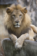 Lion face (front look close up) resting on top of  a rock