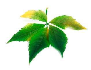 Multicolor virginia creeper leaf