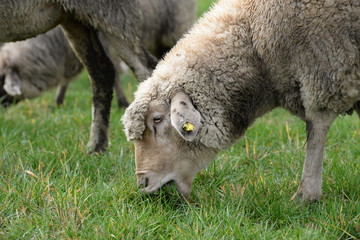 das Maul voll haben, fressendes Schaf