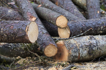 Nasser Zers&auml;gter Baumstamm mit S&auml;gemehl im Wald