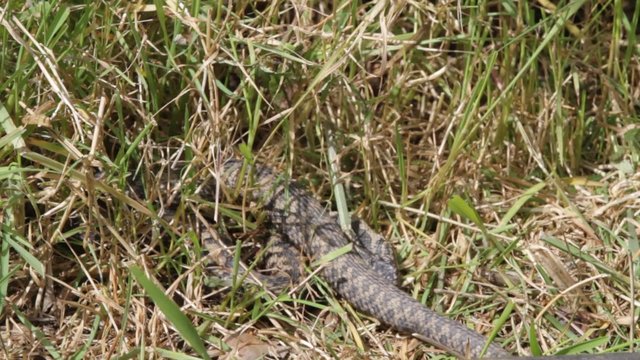 Male Adder