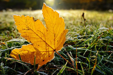 Frozen leaves on green grass
