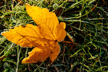 Frozen leaves on green grass