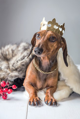 Dachshund red dress magician king