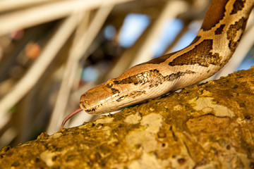 Python Snake wrapped close-up around a branch
