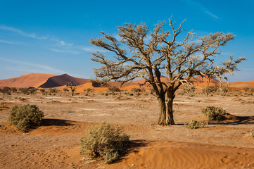 Fototapeta na wymiar Wüstenlandschaft mit roten Sanddünen; Sossusvlei; Namibia
