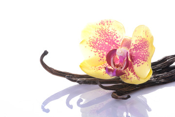 Obraz premium Vanilla Bean and Flower