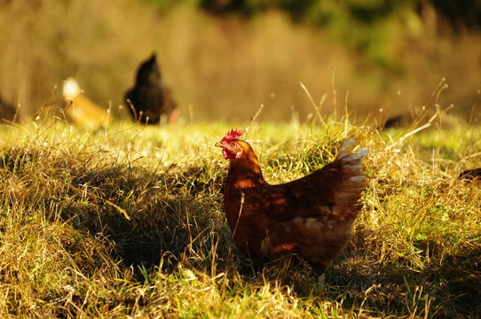 freilaufendes Huhn