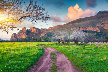 Blooming almond garden on the cape San Vito